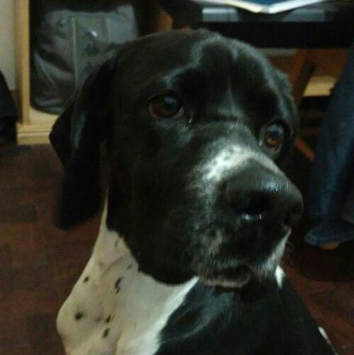 Diego P.